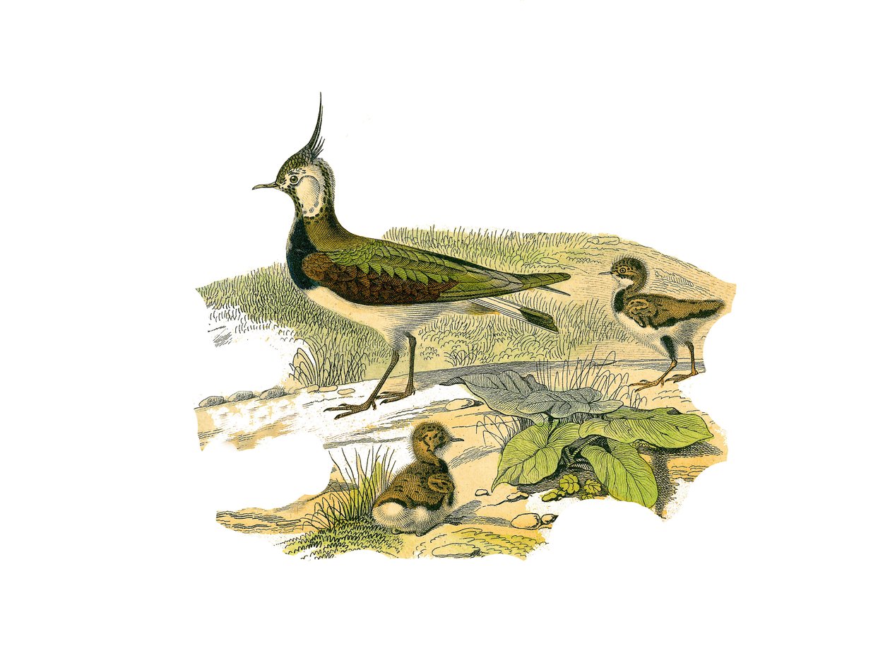 Tavola di storia naturale: Tavola zoologica che rappresenta i trampolieri longirostrati (con becchi lunghi e sottili): l