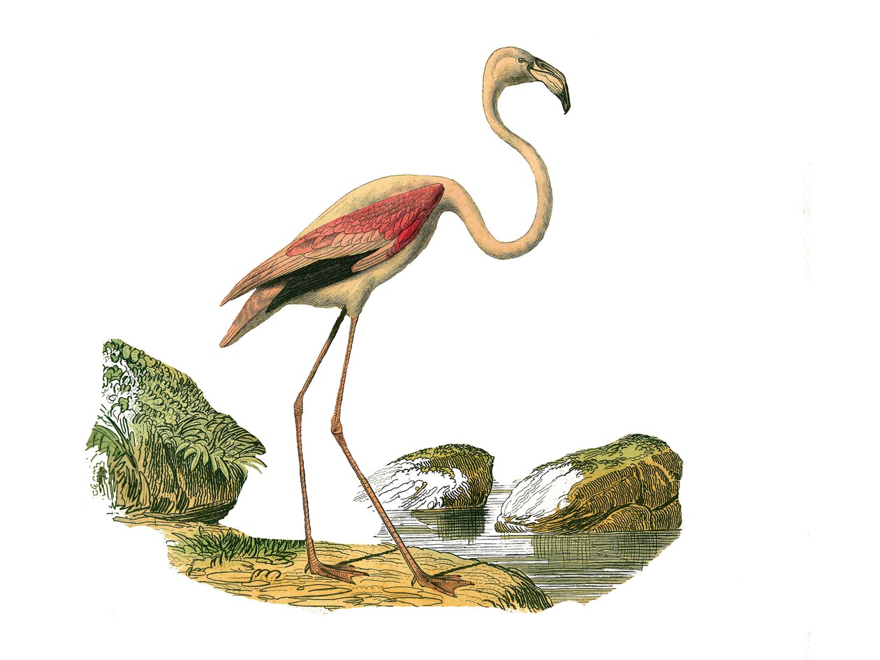 Tavola zoologica rappresentante trampolieri longirostri: fenicottero rosa. Illustrazione tratta dai nove volumi sugli uccelli in 