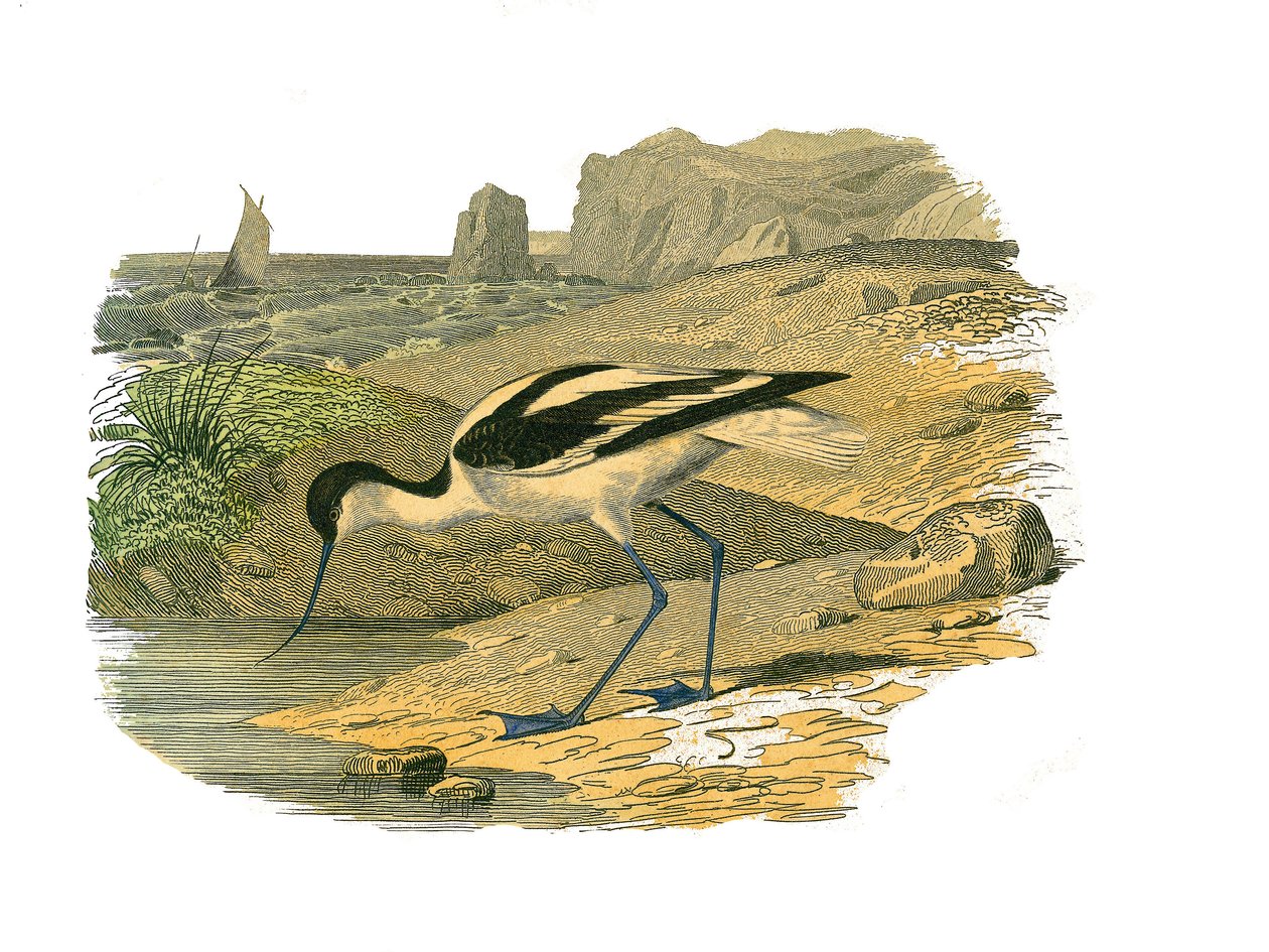 Tavola di storia naturale: tavola zoologica rappresentante trampolieri longirostri da Edouard Travies