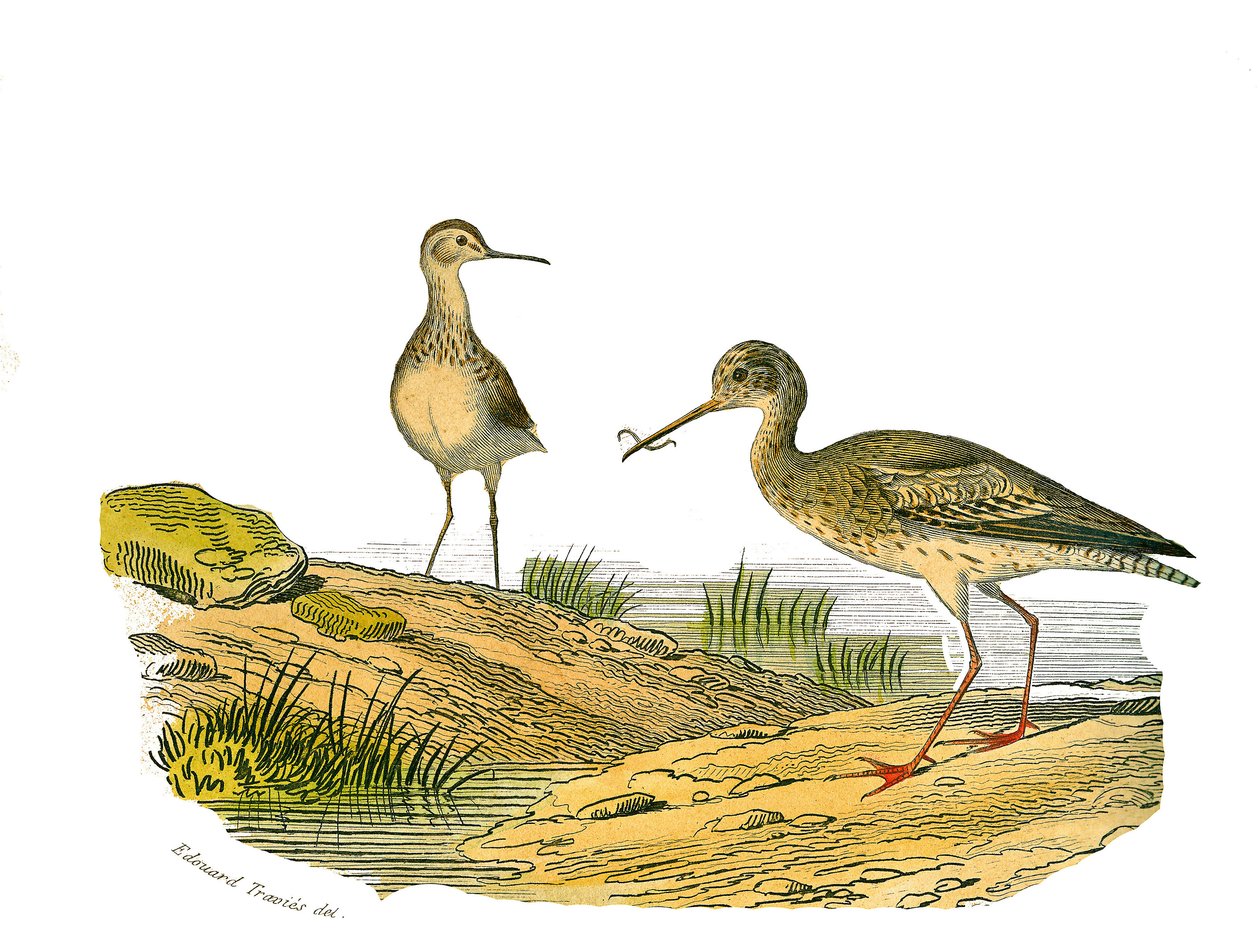 Tavola di storia naturale: tavola zoologica che rappresenta trampolieri longirostrati da Edouard Travies