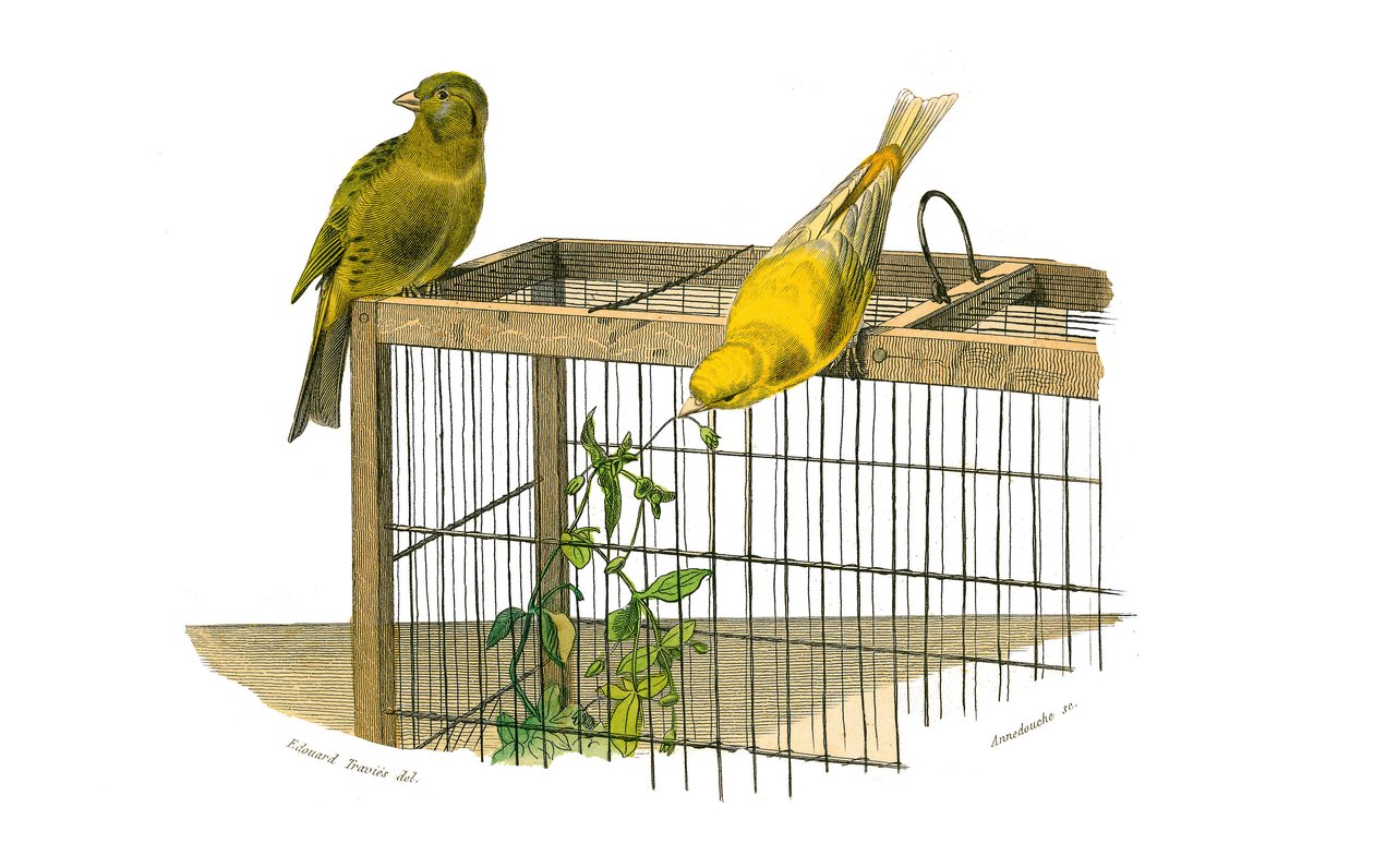 Tavola di storia naturale: Tavola zoologica che rappresenta i passeriformi conirostrati (becco conico). Le Canarie. Tavola tratta dai nove volumi sugli uccelli in "Opere complete di Buffon" scritte dal naturalista Georges Louis Leclerc, Conte di Buffon (17 da Edouard Travies