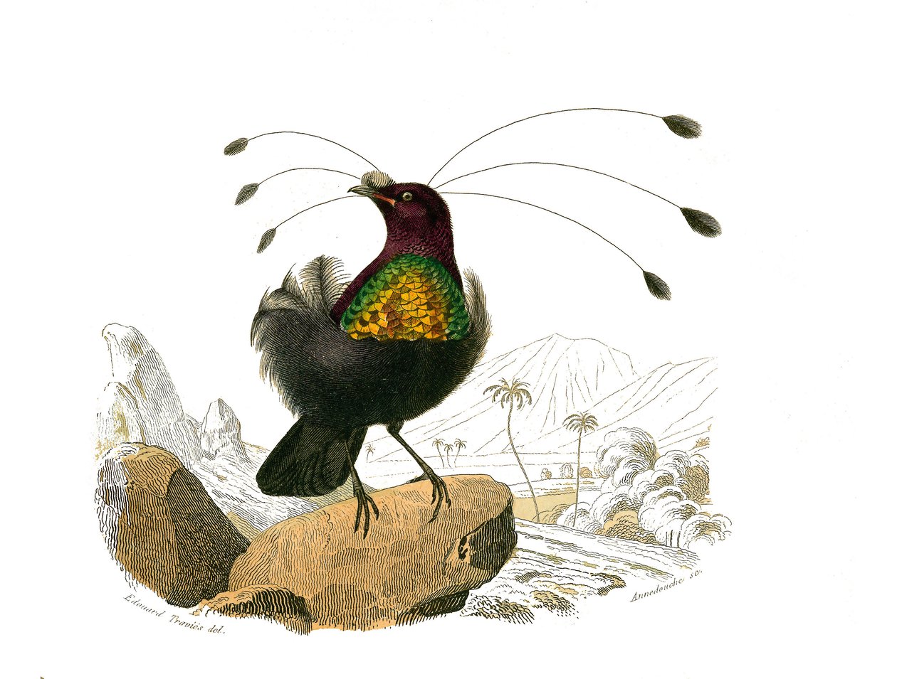 Tavola di storia naturale: Tavola zoologica che rappresenta i passeriformi conirostrati (becco conico). Il sifilet. Tavola tratta dai nove volumi sugli uccelli in "Opere complete di Buffon" scritte dal naturalista Georges Louis Leclerc, Conte di Buffon (17 da Edouard Travies