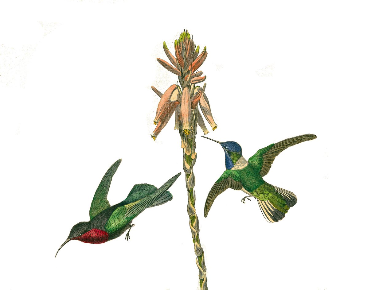 Tavola di storia naturale: Tavola zoologica che rappresenta passeriformi con becco conico. Colibrì granato e uccello mosca Jacobine. Tavola tratta dai nove volumi sugli uccelli in "Opere complete di Buffon" scritte dal naturalista Georges Louis Leclerc da Edouard Travies