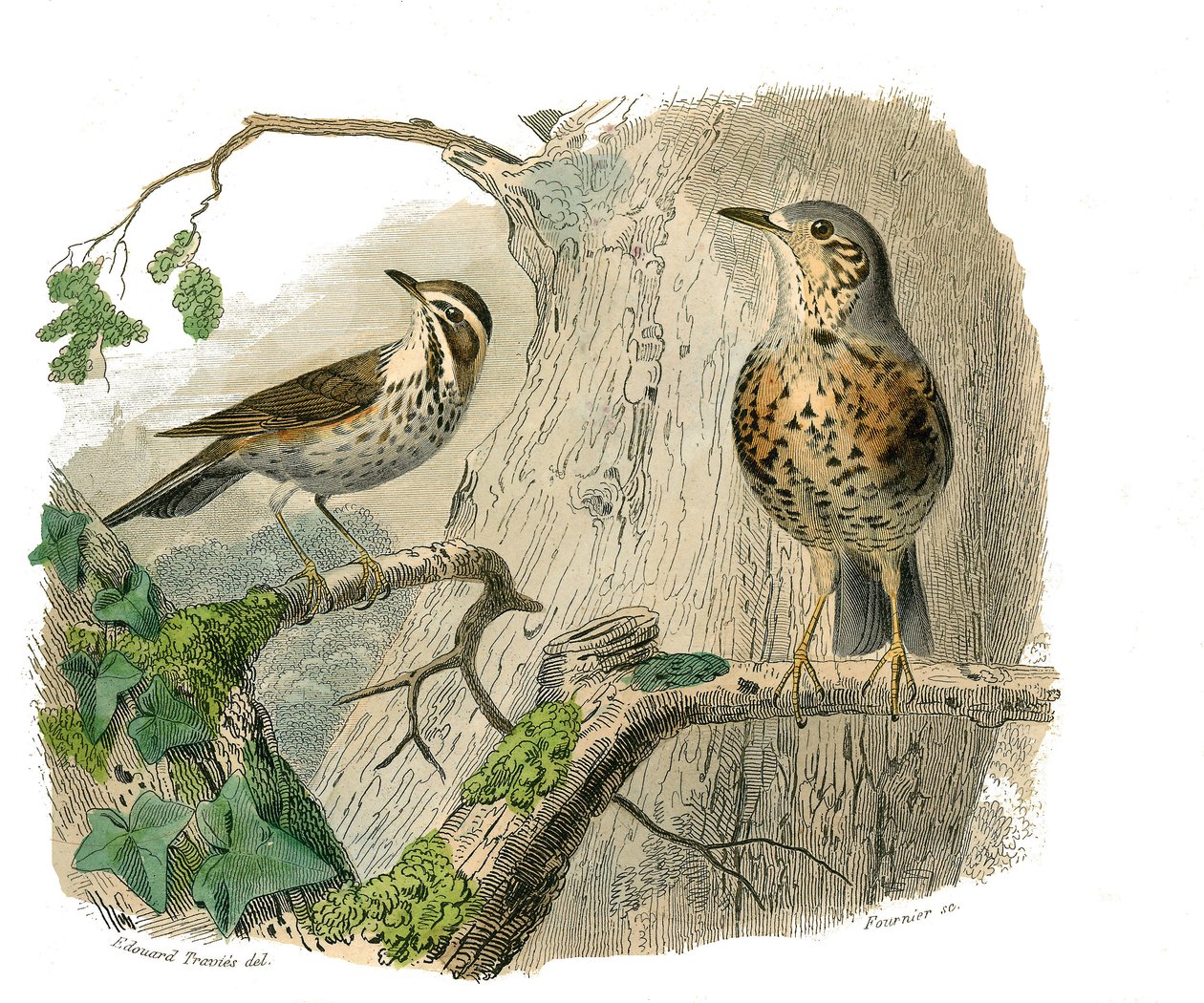 Tavola di storia naturale: Tavola zoologica che rappresenta passeriformi con becco conico. Il maledetto e gli scarichi. Tavola tratta dai nove volumi sugli uccelli in "Opere complete di Buffon" scritte dal naturalista Georges Louis Leclerc, Conte di Buffon da Edouard Travies