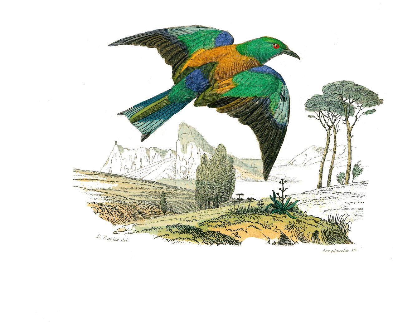 Tavola di storia naturale: Tavola zoologica che rappresenta passeriformi con becco conico. Il Rollier d