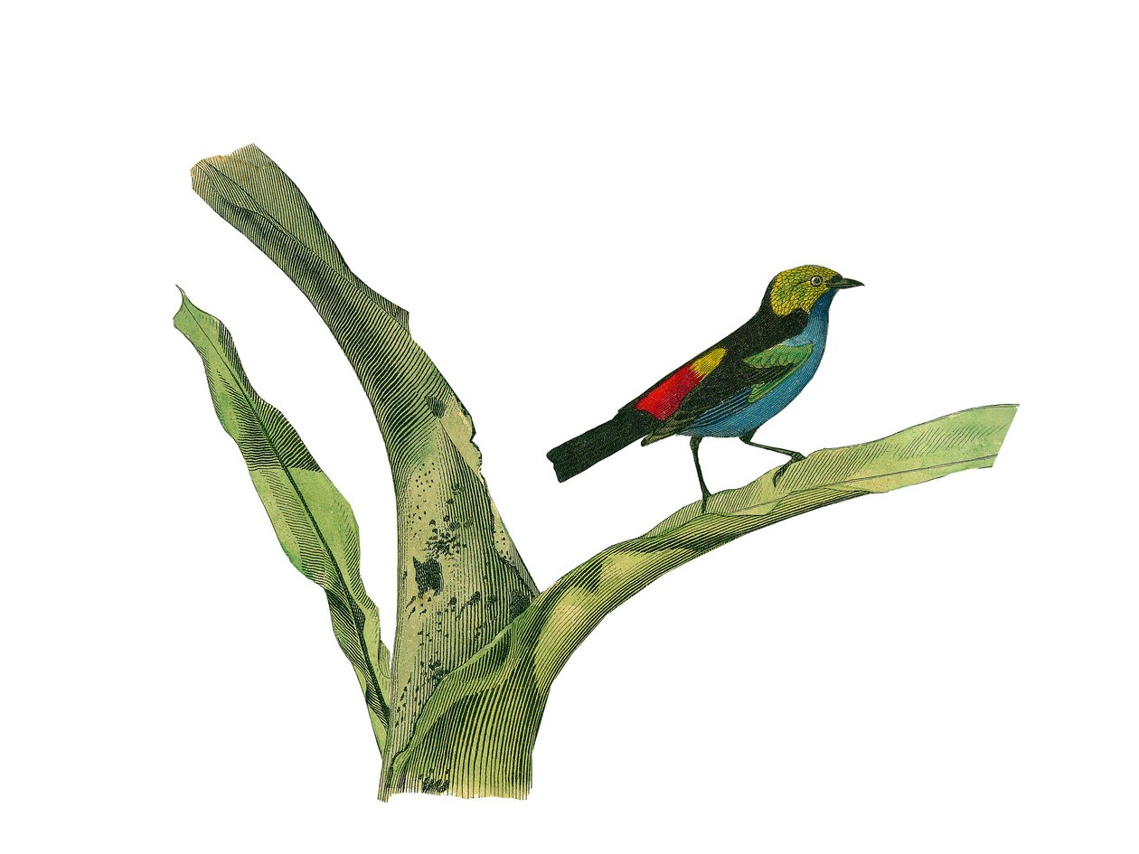 Tavola di storia naturale: Tavola zoologica che rappresenta i passeriformi conirostrati (becco conico). Tavola tratta dai nove volumi sugli uccelli in 