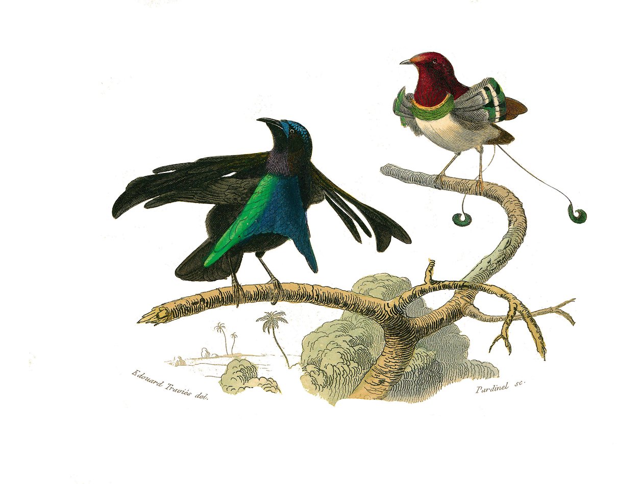 Tavola zoologica rappresentante passeriformi conirostri. Il manucode nero e il manucode. Illustrazione tratta dai nove volumi sugli uccelli in 