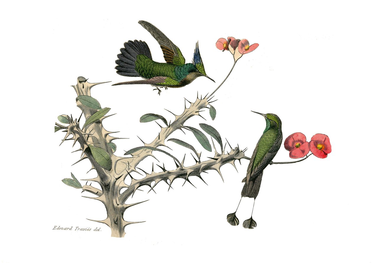 Tavola zoologica rappresentante passeriformi conirostri. L