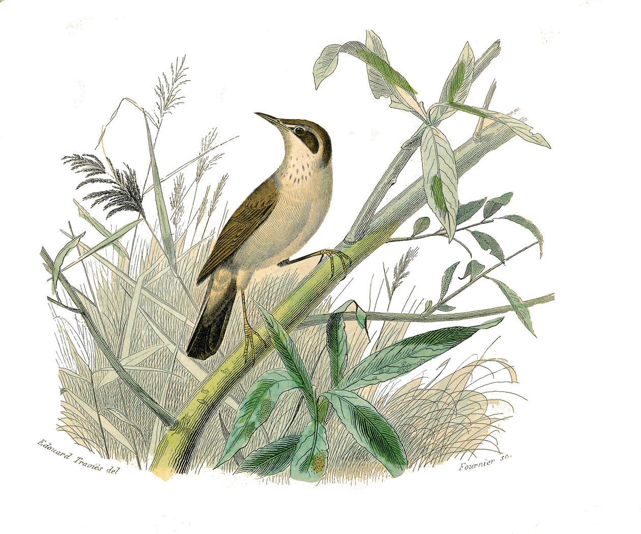 Tavola di storia naturale: Tavola zoologica che rappresenta passeriformi con becco conico. Il cardellino. Tavola tratta dai nove volumi sugli uccelli in "Opere complete di Buffon" scritte dal naturalista Georges Louis Leclerc, Conte di Buffon (1707-1788) da Edouard Travies