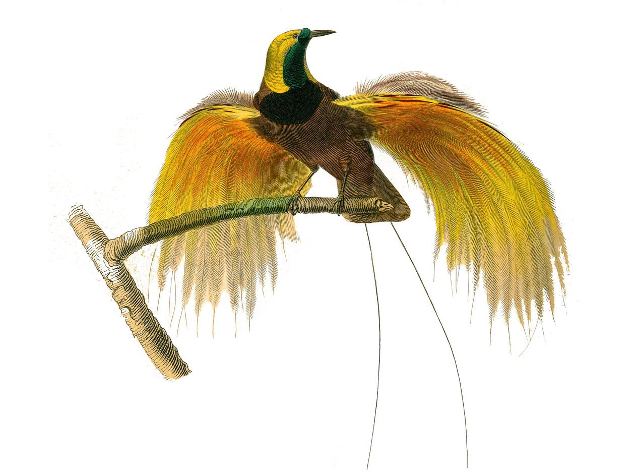 Tavola di storia naturale: Tavola zoologica che rappresenta passeriformi conirostrous da Edouard Travies