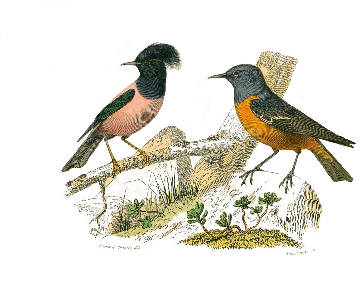 Storia naturale: Tavola zoologica rappresentante passeriformi conirostri da Edouard Travies