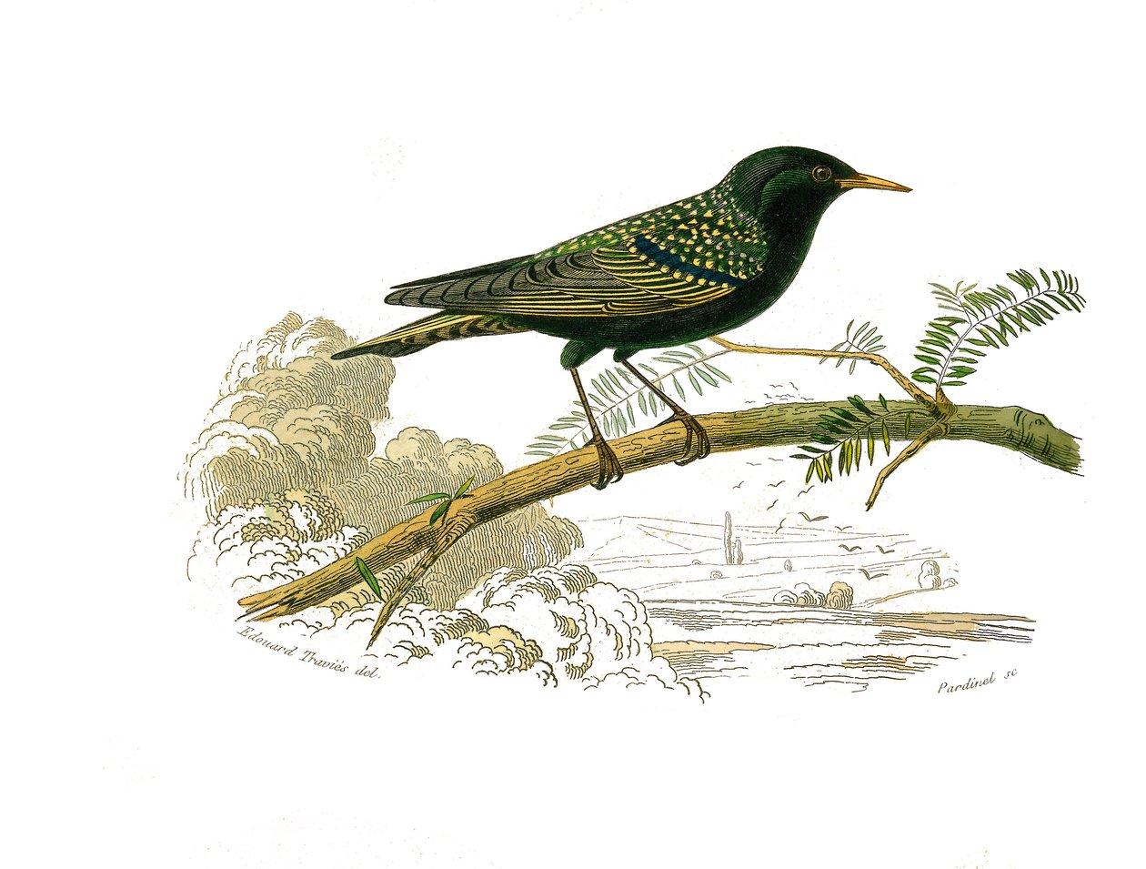 Tavola di storia naturale: Tavola zoologica che rappresenta gallinacei. La colomba. Tavola tratta dai nove volumi sugli uccelli in "Opere complete di Buffon" scritte dal naturalista Georges Louis Leclerc, Conte di Buffon (1707-1788) tra il 1749 e il 1785 da Edouard Travies