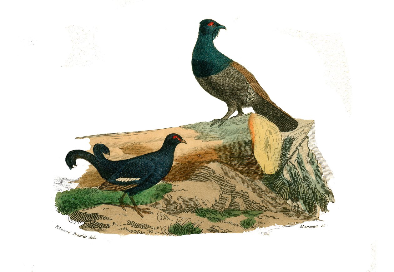 Tavola di storia naturale: Tavola zoologica che rappresenta gallinacei: tetraoni a coda biforcuta e tetraoni. Tavola tratta dai nove volumi sugli uccelli in "Opere complete di Buffon" scritte dal naturalista Georges Louis Leclerc, Conte di Buffon (1707-178 da Edouard Travies