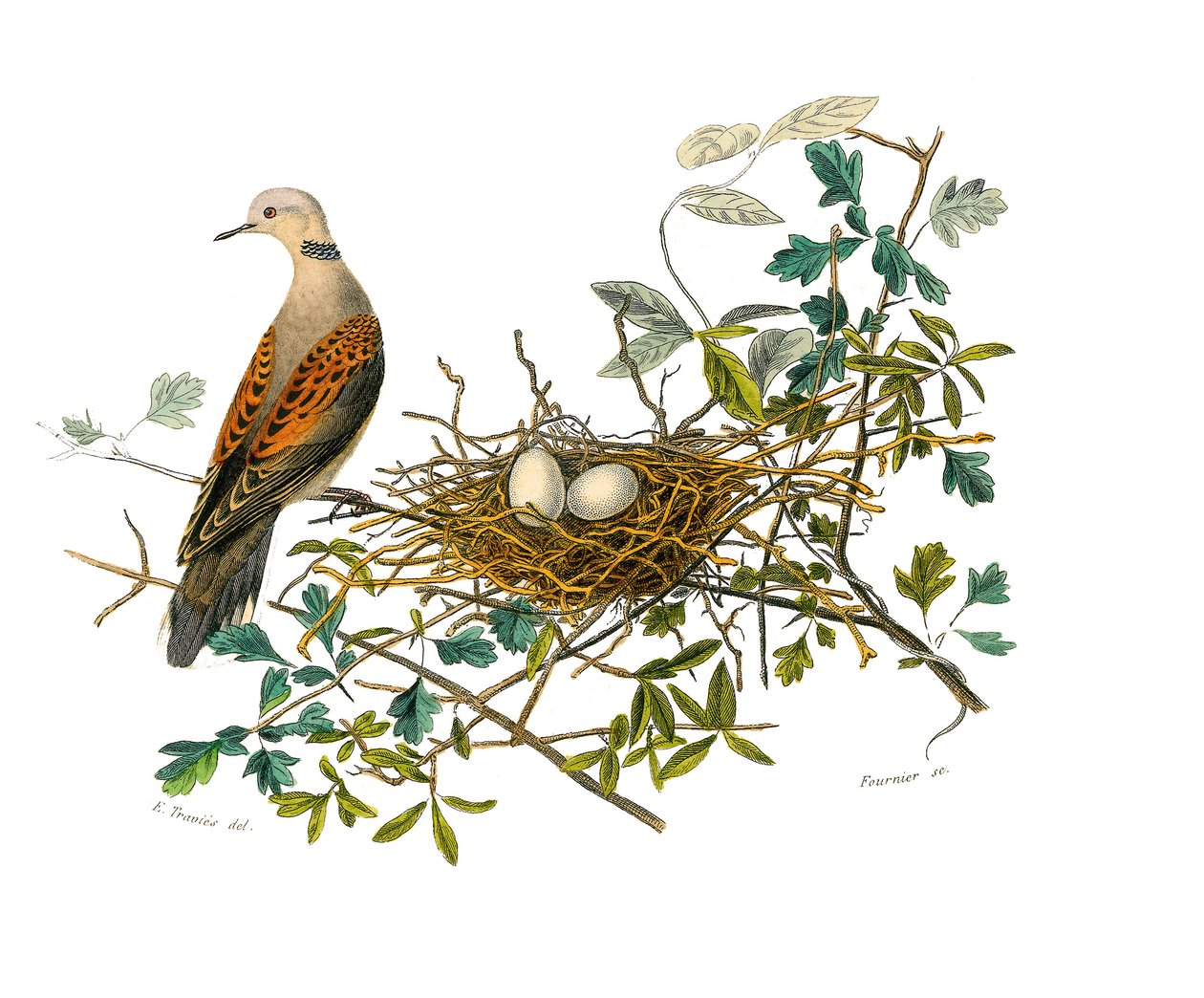 Tavola di storia naturale: Tavola zoologica che rappresenta gallinacei: la colomba vicino al suo nido. Tavola tratta dai nove volumi sugli uccelli in "Opere complete di Buffon" scritte dal naturalista Georges Louis Leclerc, Conte di Buffon (1707-1788) tra  da Edouard Travies