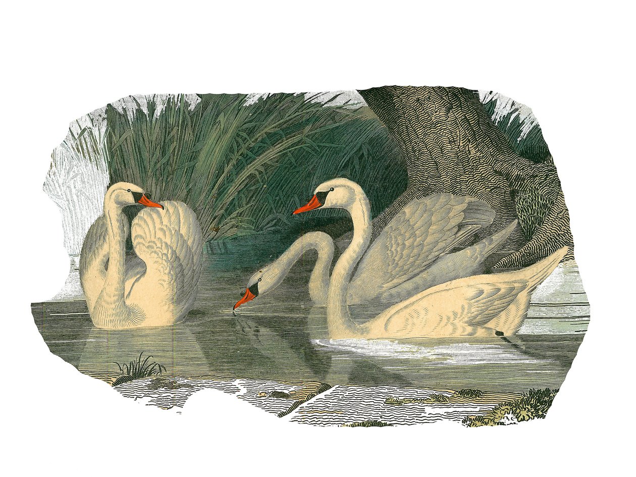 Storia naturale: Tavola zoologica rappresentante palmipedi lamellirostri da Edouard Travies