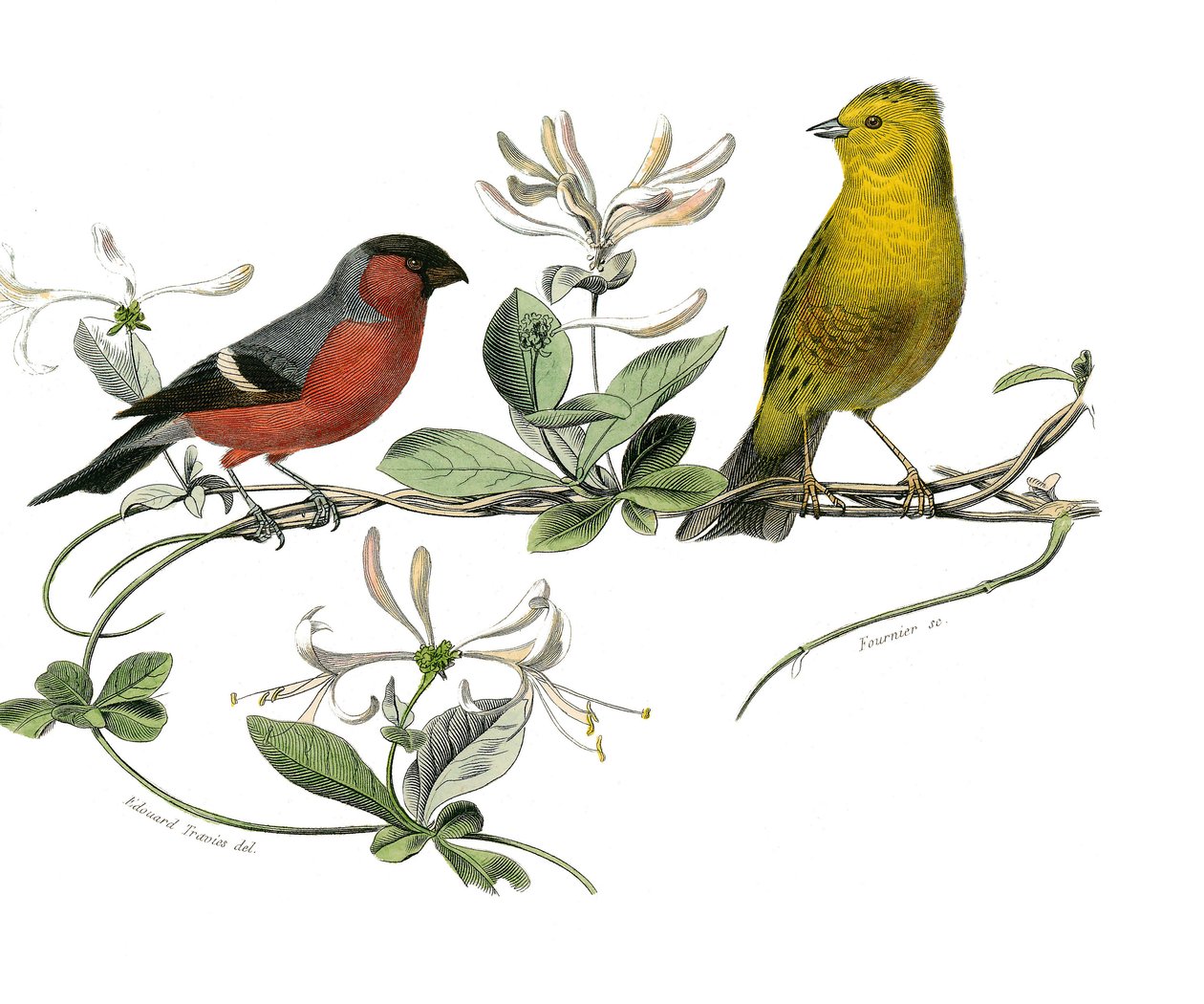 Tavola di storia naturale: Tavola zoologica che rappresenta il bouvreuil e il passero di Francia. Piatto tratto dai nove volumi sugli uccelli in "Opere complete di Buffon" scritte dal naturalista Georges Louis Leclerc, Conte di Buffon da Edouard Travies