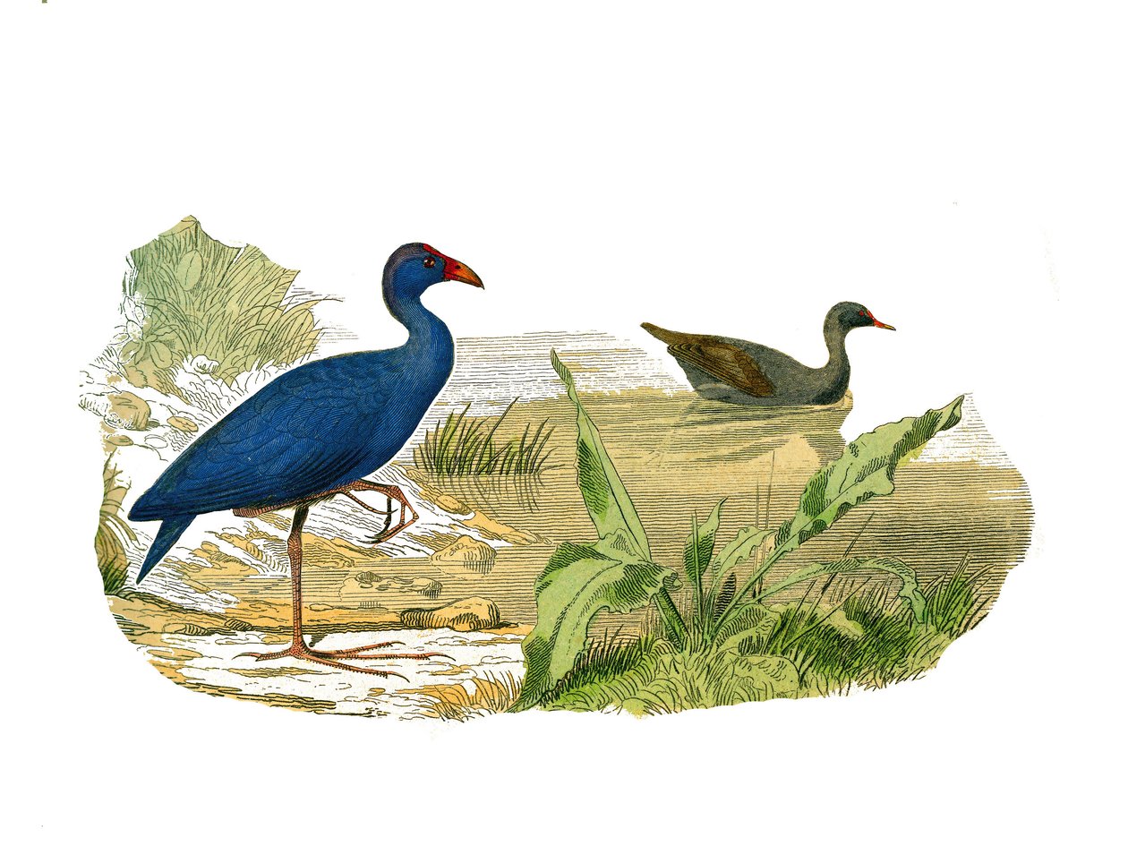 Tavola di storia naturale: Tavola zoologica che rappresenta i longirostri (becco lungo e sottile): la gallinella sultana e la gallinella d