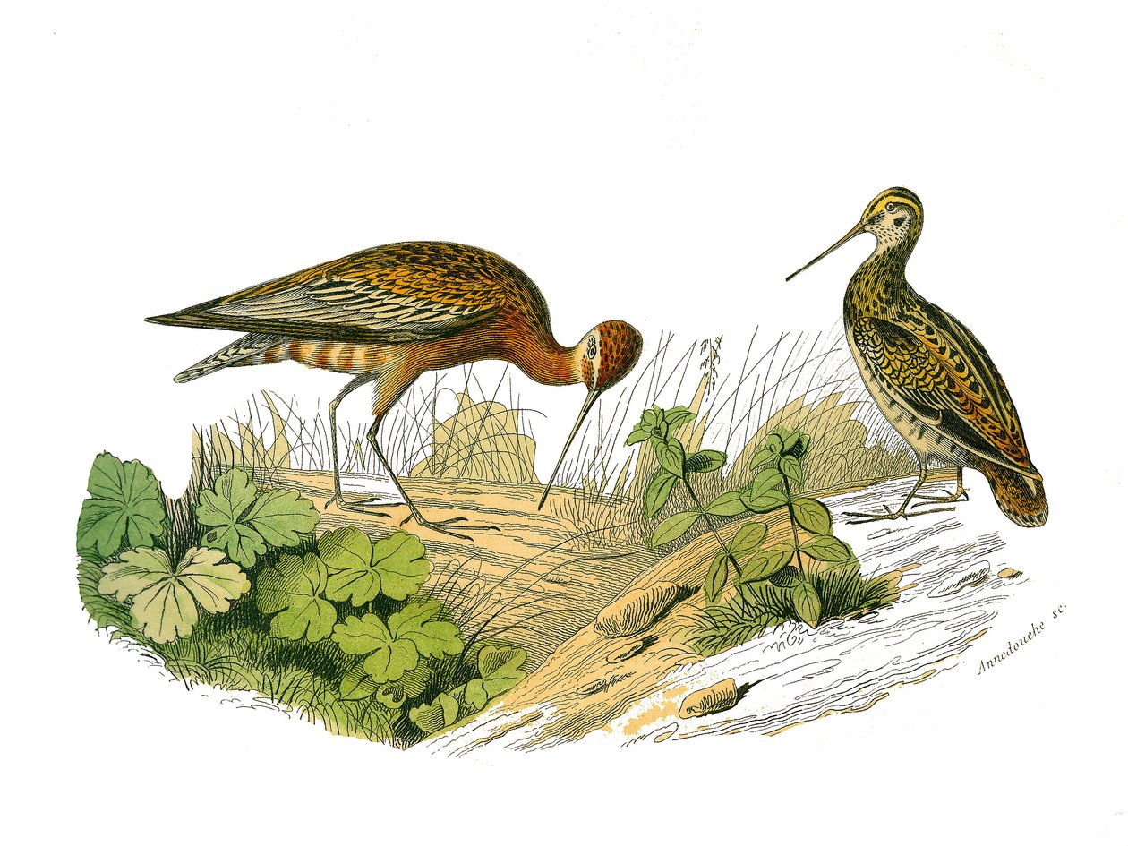 Tavola di storia naturale: Tavola zoologica che rappresenta ombreggiature longirostrous da Edouard Travies