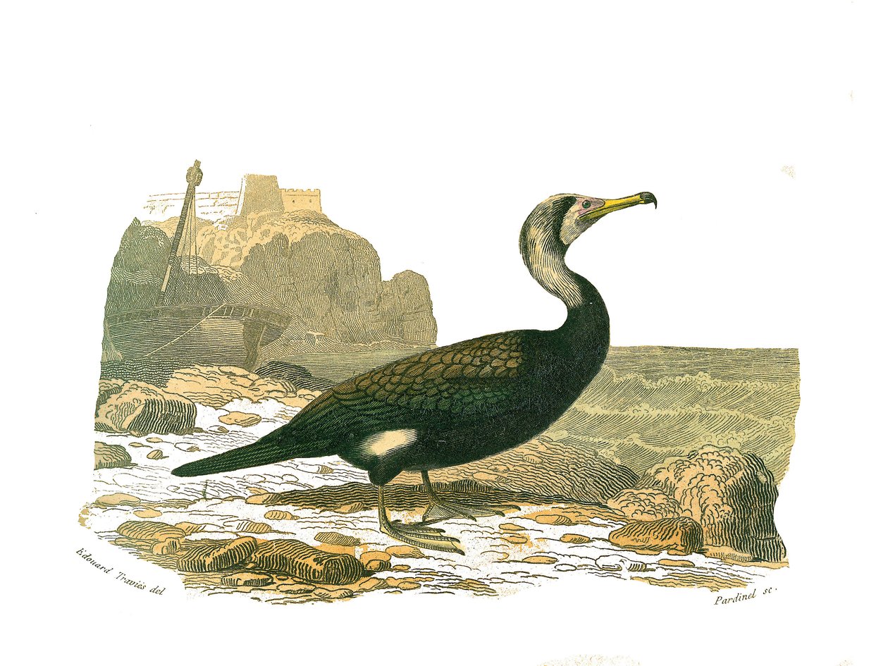 Tavola di storia naturale: Tavola zoologica che rappresenta i totipalmi (pesca subacquea). Il cormorano. Tavola tratta dai nove volumi sugli uccelli in "Opere complete di Buffon" scritte dal naturalista Georges Louis Leclerc, Conte di Buffon (1707-1788) da Edouard Travies