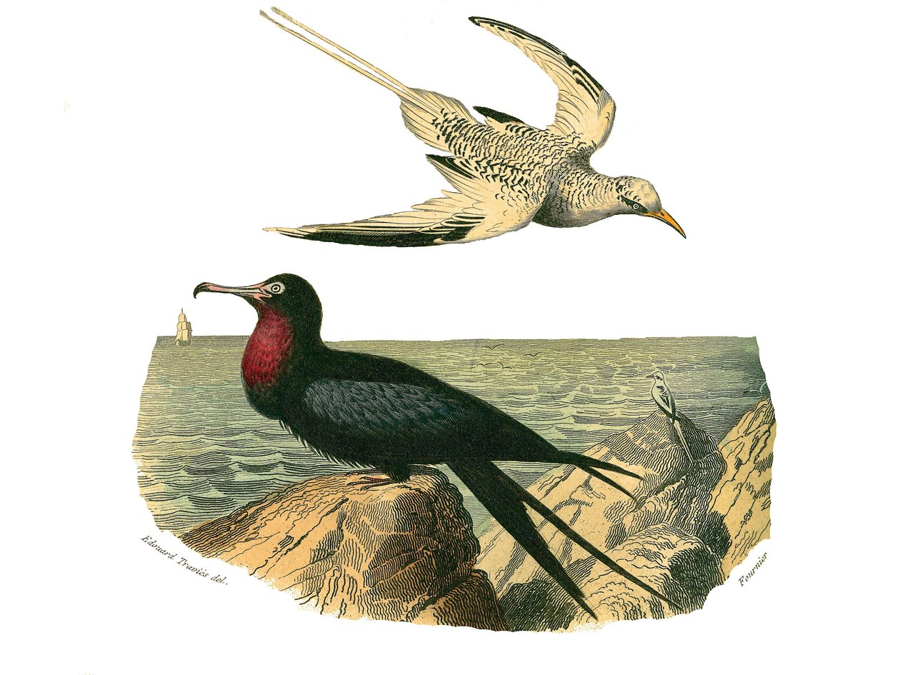 Tavola di storia naturale: Tavola zoologica che rappresenta totipalmi da Edouard Travies