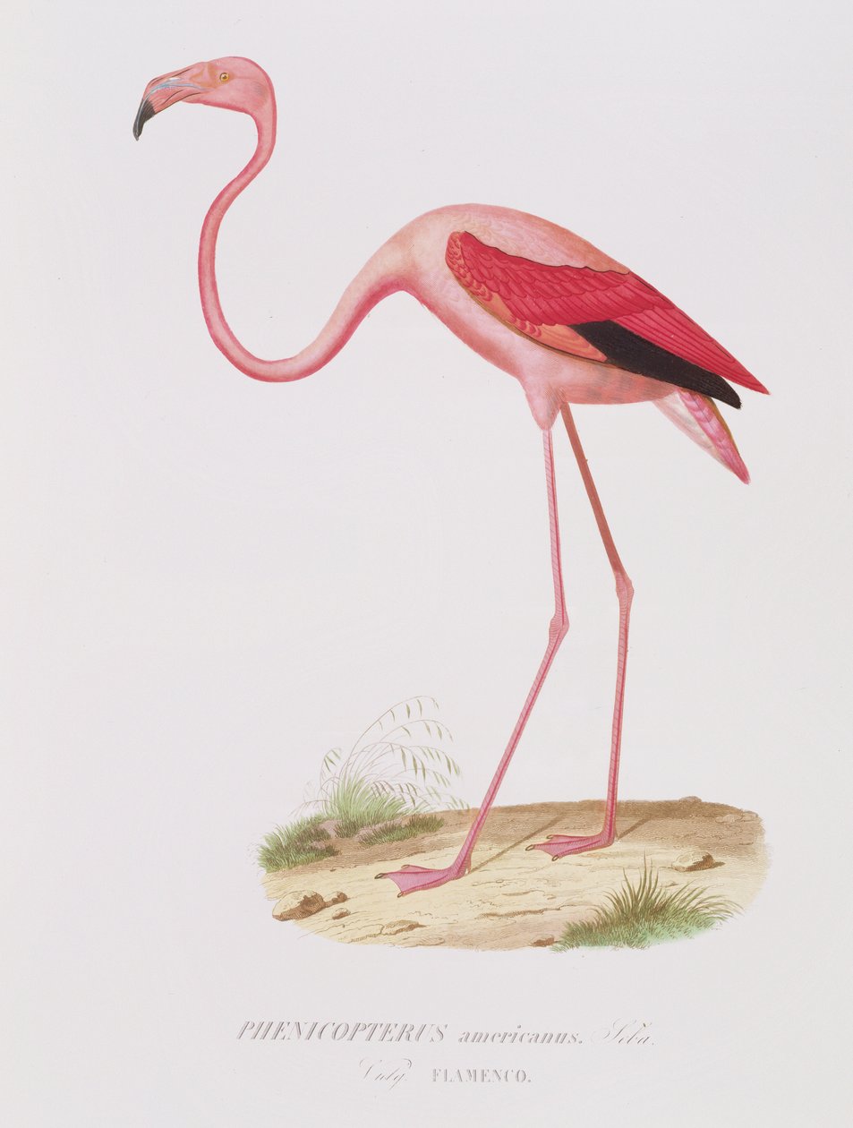 Phenicopterus americanus (Flamenco) inciso da Fournier, pub. da Bougeard da Edouard Travies