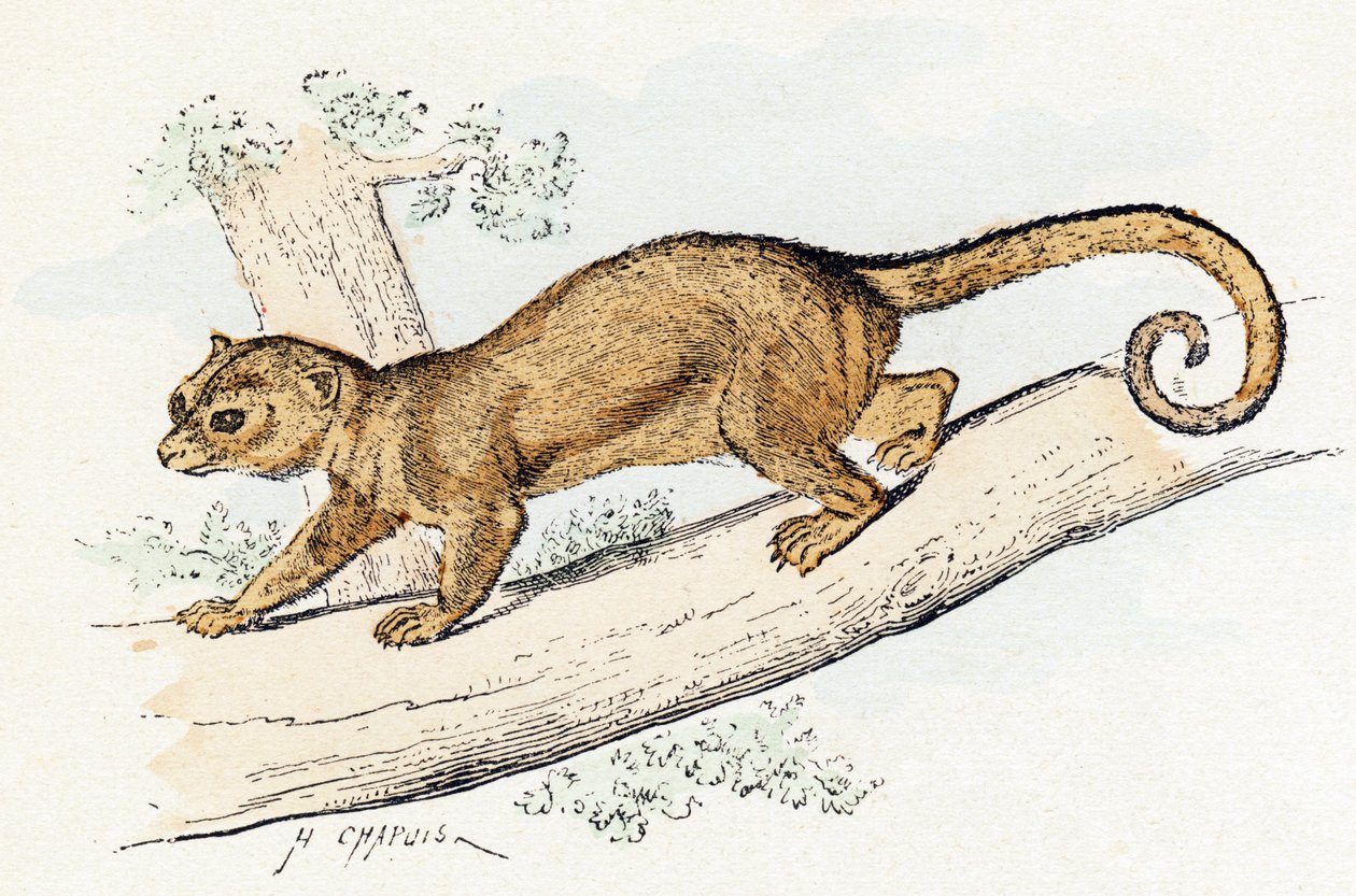 Quincajou (o Wolverine o Kinkajou) (potos) - "Alfabeto illustrato degli animali" XIX secolo (incisione) da Edouard Travies