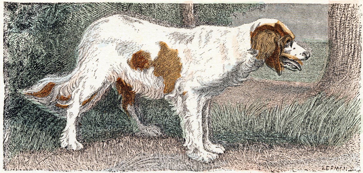 Spaniel (cane) - 