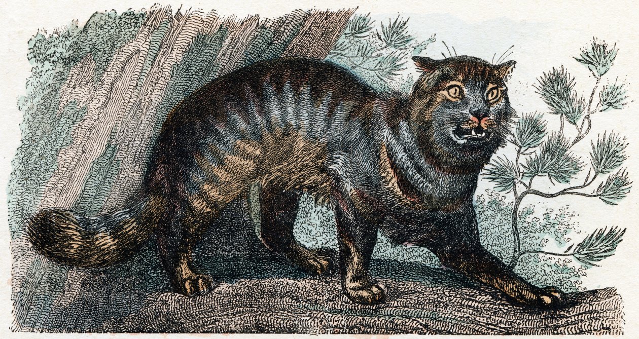Gatto selvatico, 
