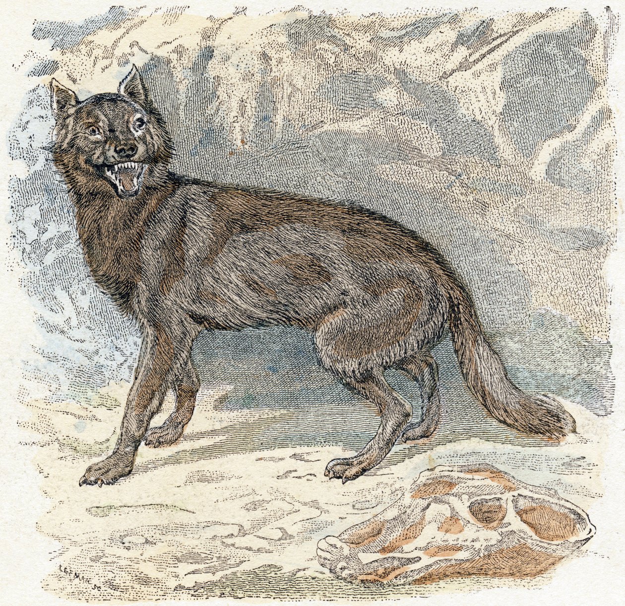 Lupo - 