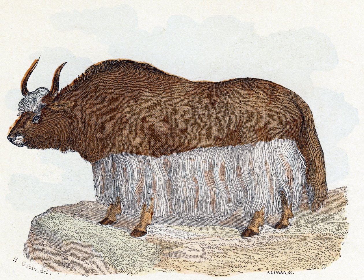Yak - "Alfabeto illustrato degli animali" XIX secolo (incisione) da Edouard Travies
