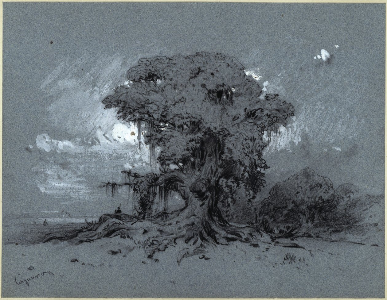 Albero secolare da Eduard Hildebrandt