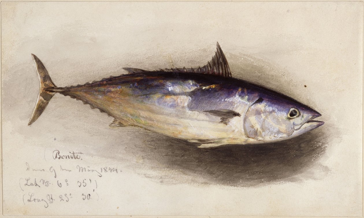 Studio di pesce (tonno bonito) da Eduard Hildebrandt