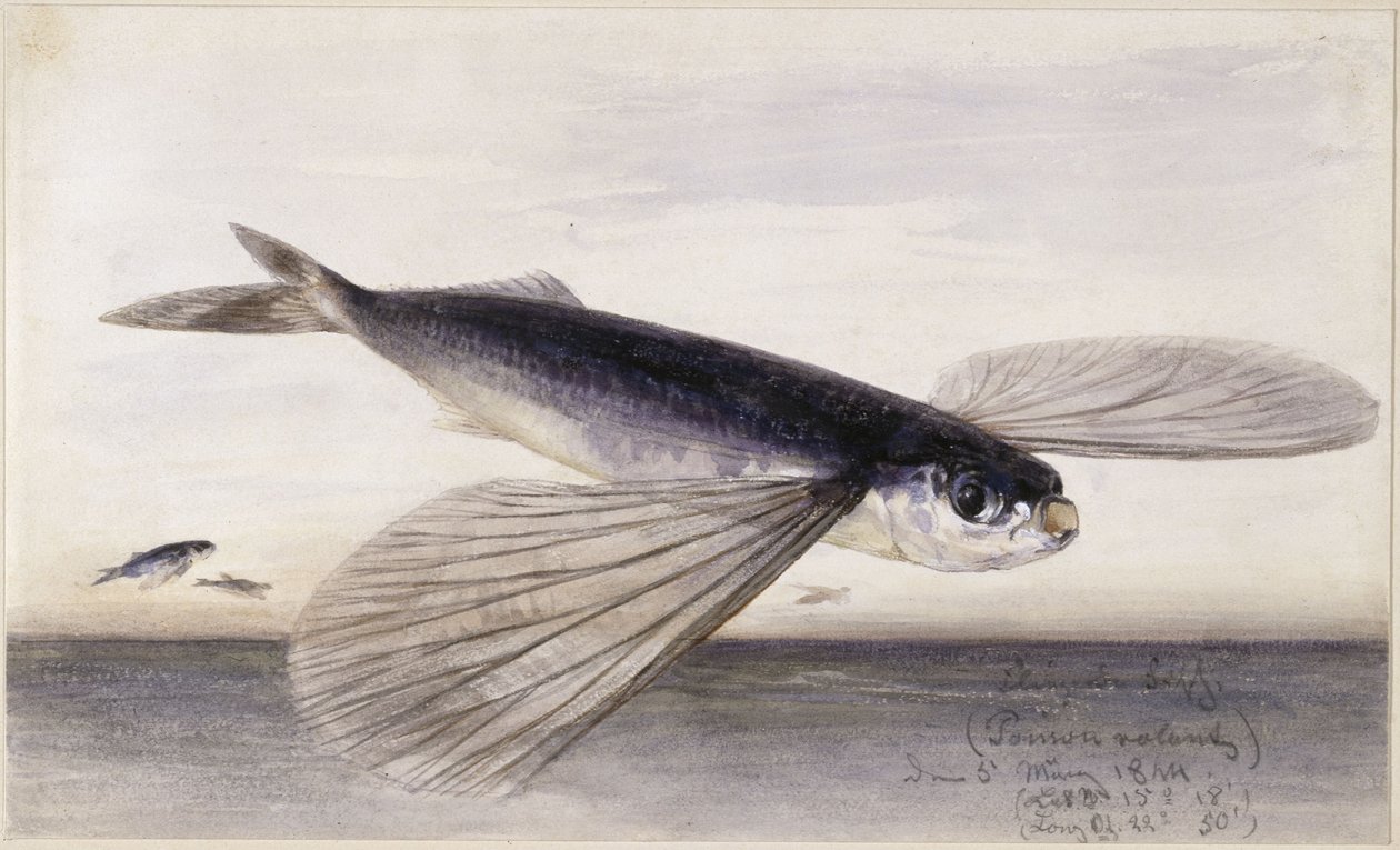 Studi sui pesci (pesce volante) da Eduard Hildebrandt