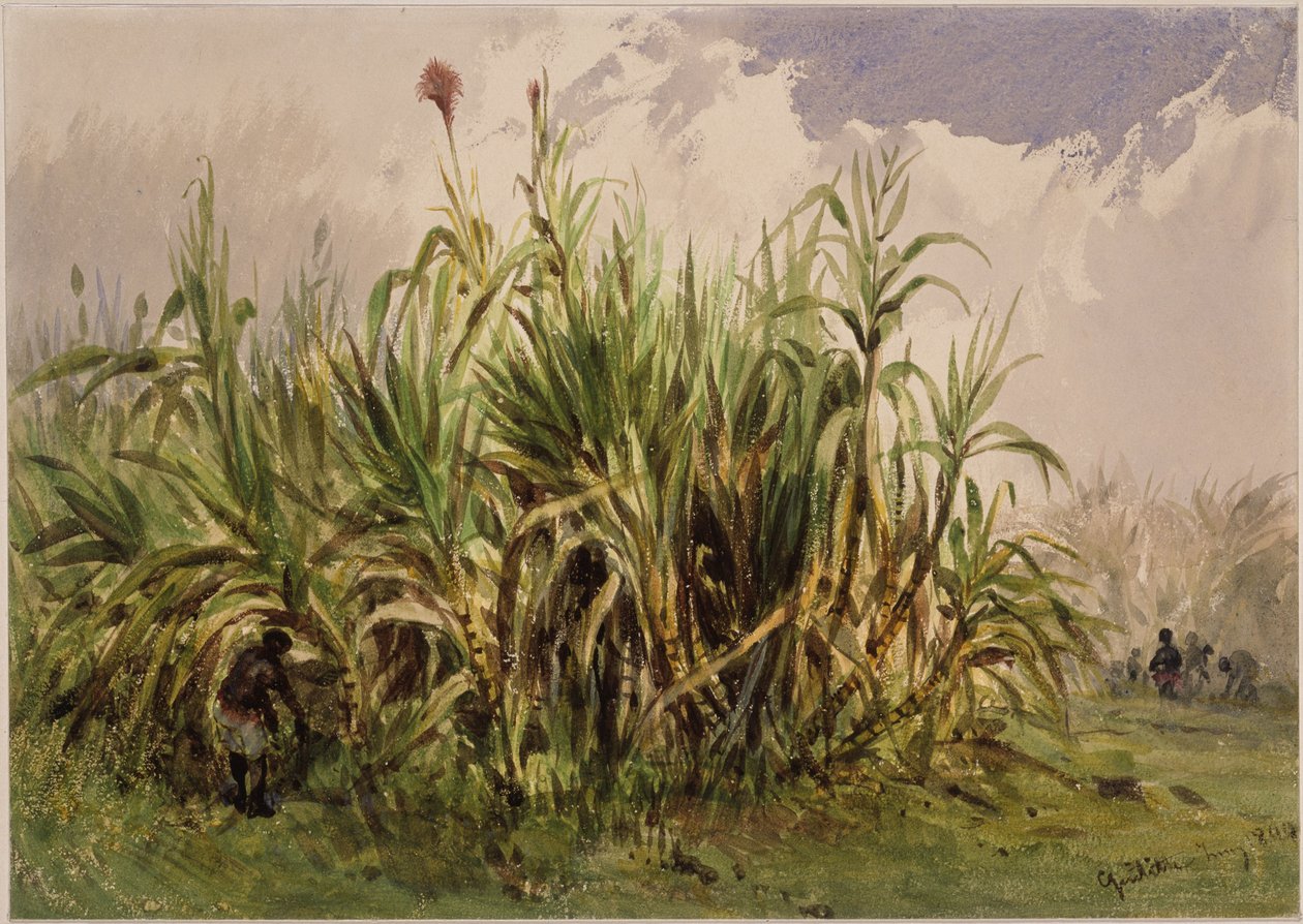 piantagione di canna da zucchero da Eduard Hildebrandt