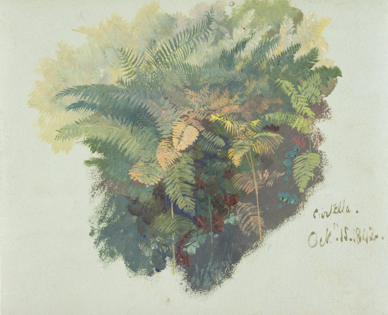 Studio di felci, Citivella, 1842 da Edward Lear
