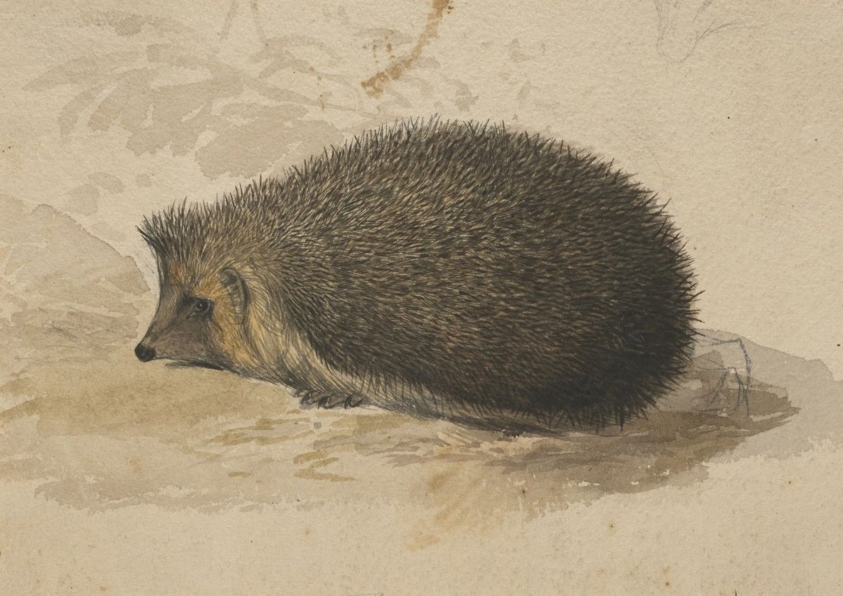 Un riccio da Edward Lear