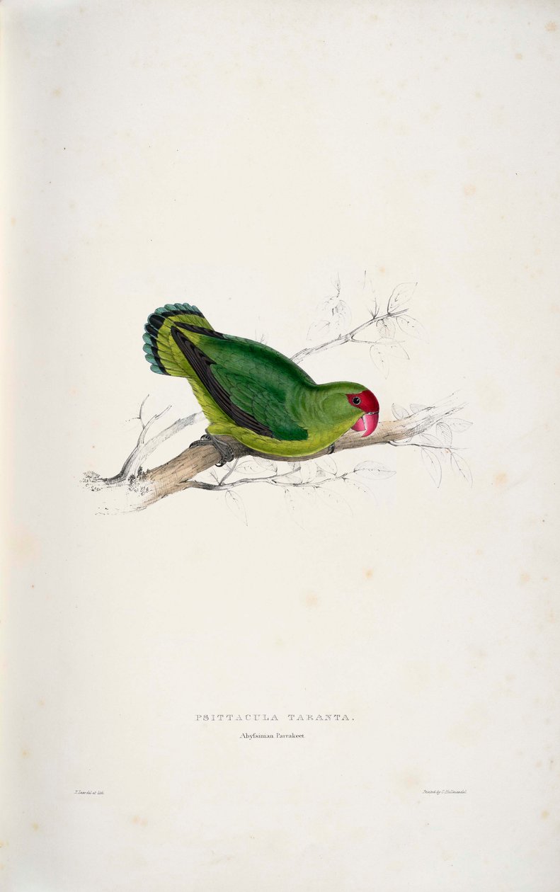 Agapornis taranta da Edward Lear