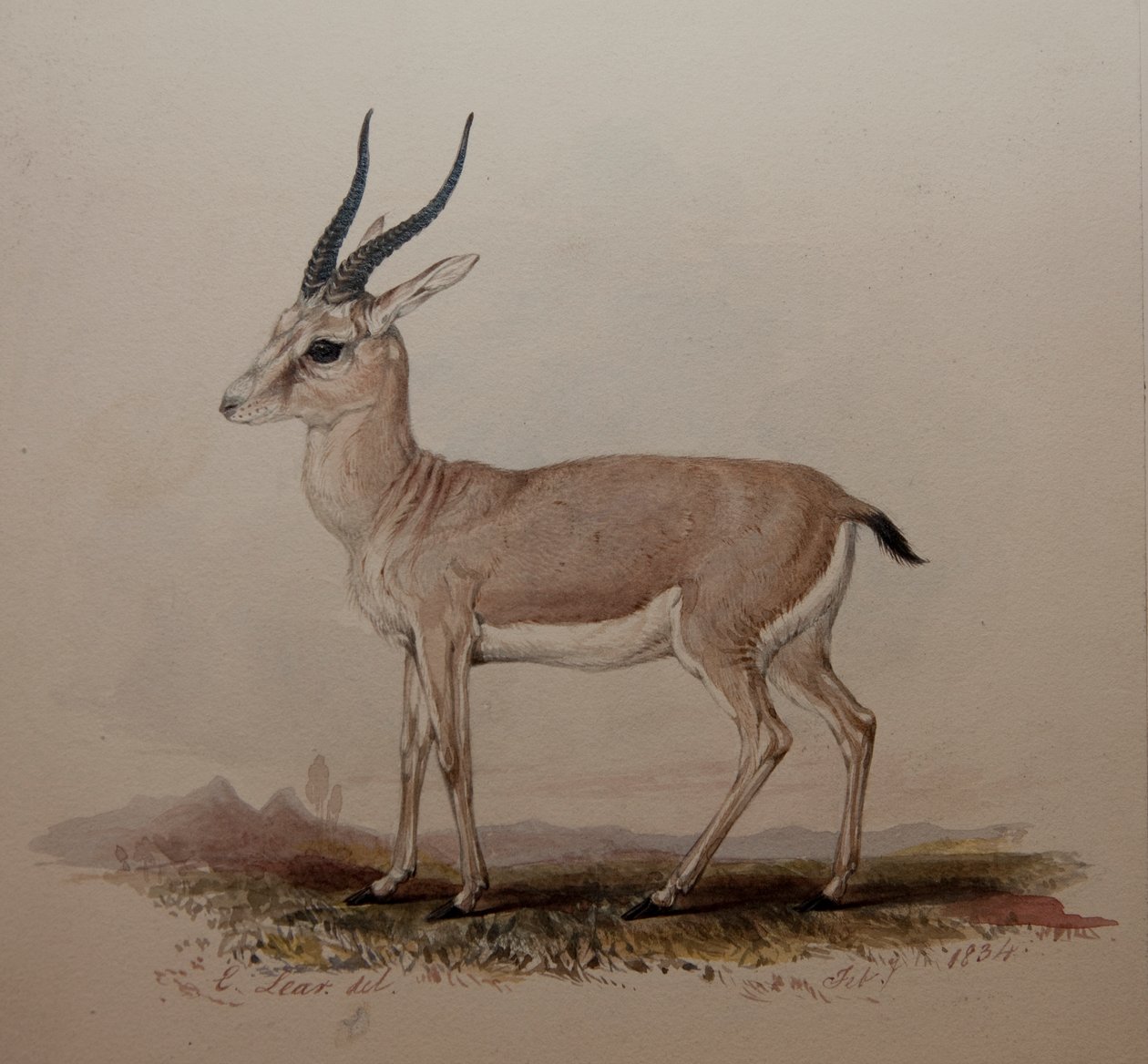 Antilope, 1834 da Edward Lear