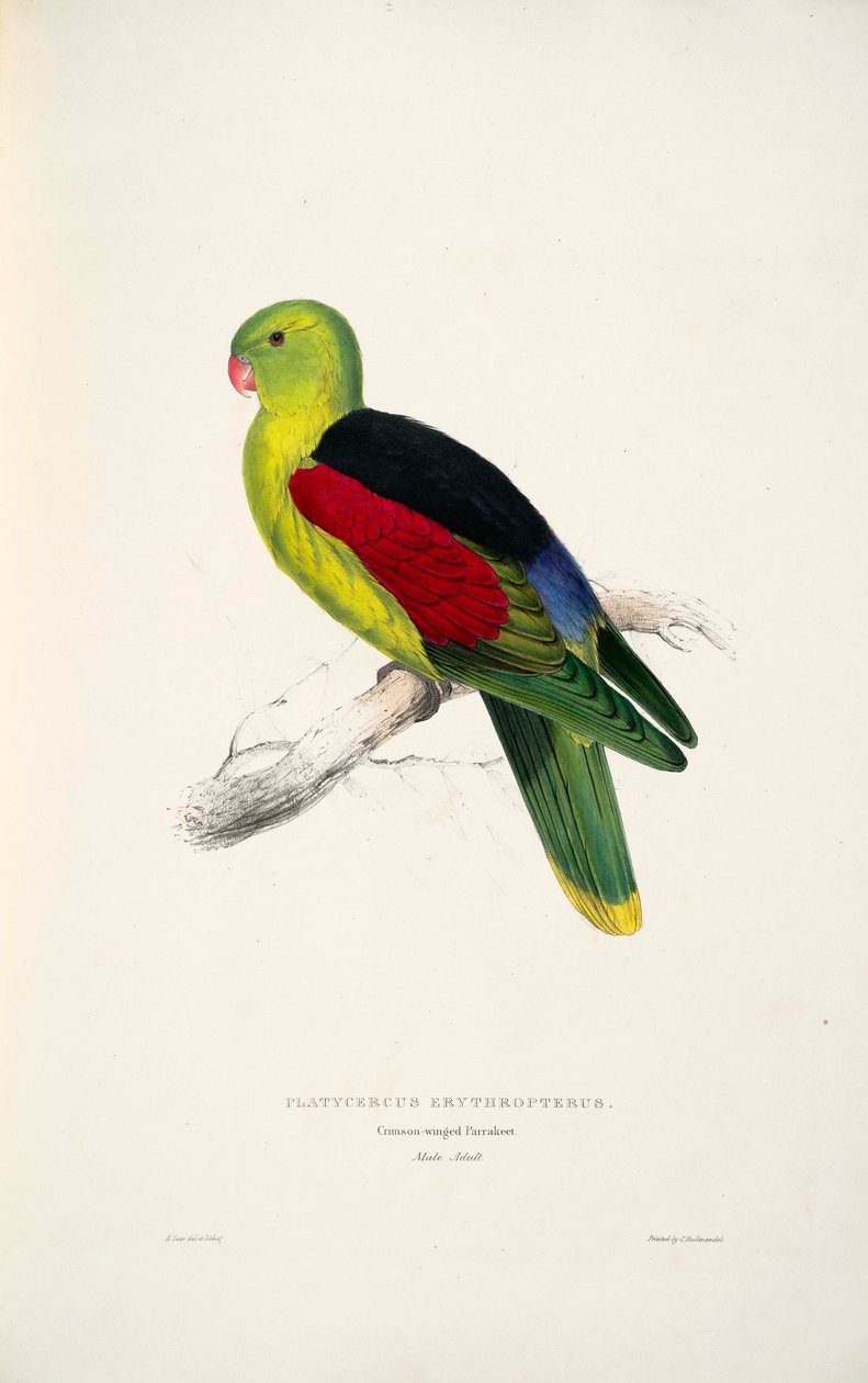 Aprosmictus erythropterus da Edward Lear