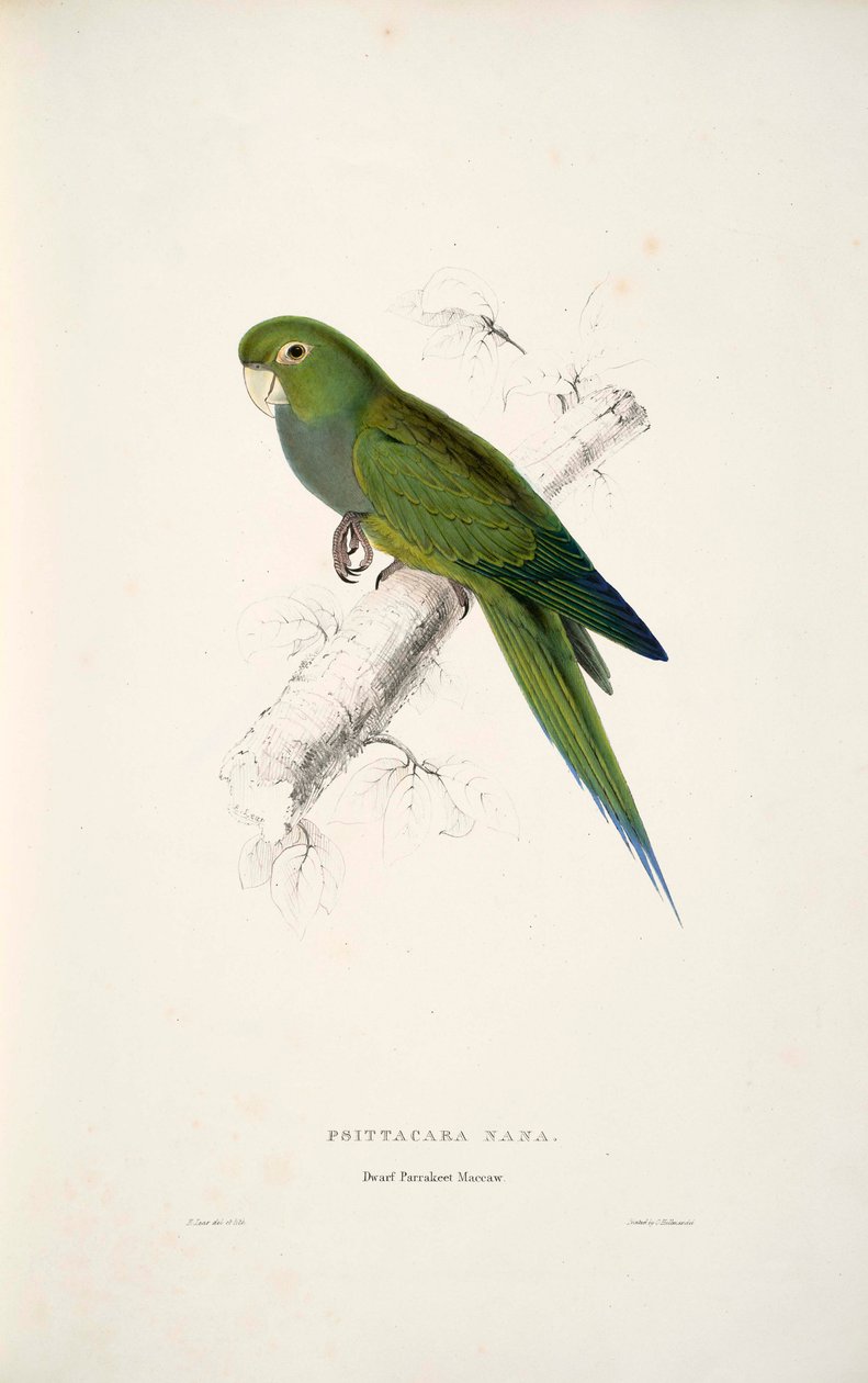 Aratinga nana da Edward Lear