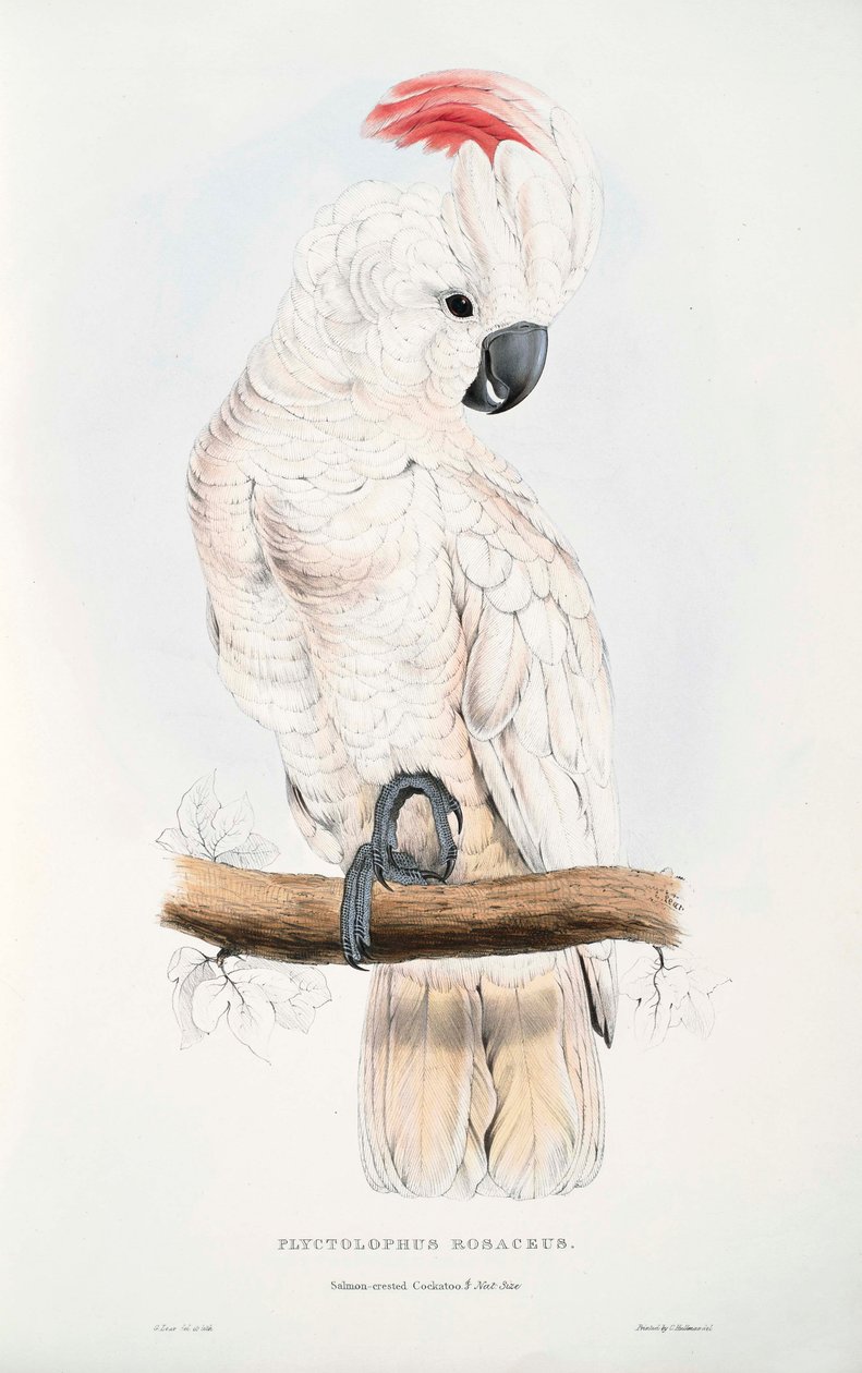 Cacatua moluccensis da Edward Lear