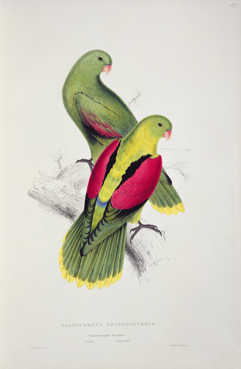 Parrocchetto dalle ali cremisi da Edward Lear