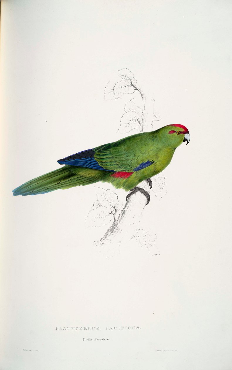 Cyanoramphus novaezelandiae da Edward Lear