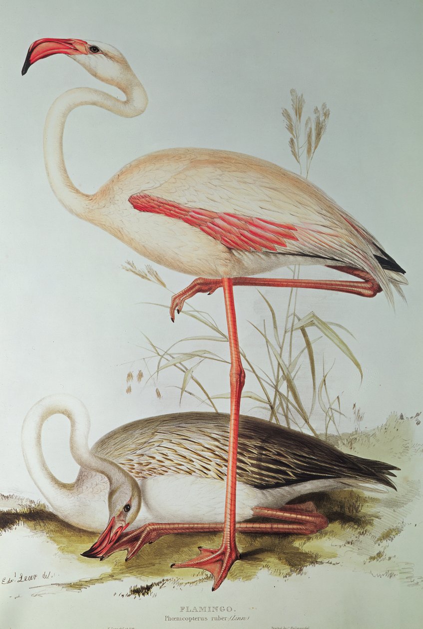 Fenicottero da Edward Lear