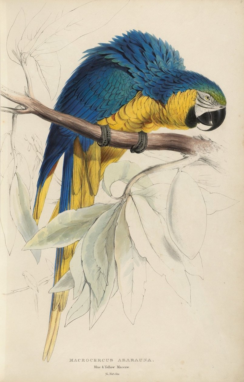 Illustrazioni della famiglia dei Psittacidi, o pappagalli, tavola 8 da Edward Lear