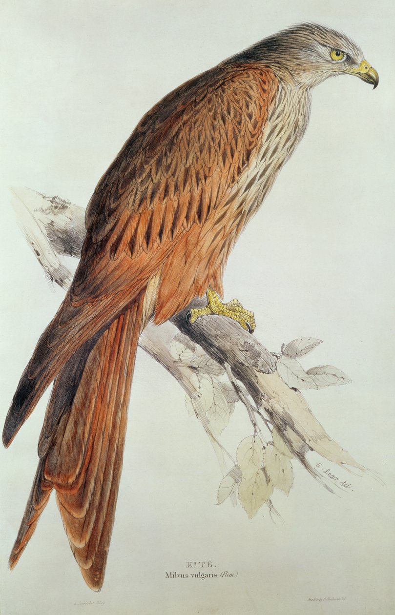 Aquilone da Edward Lear