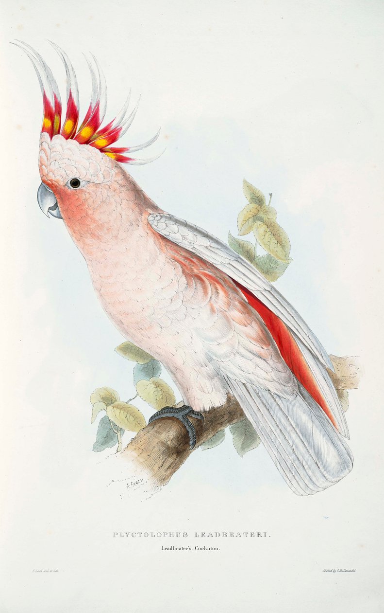 Lophochroa leadbeateri da Edward Lear