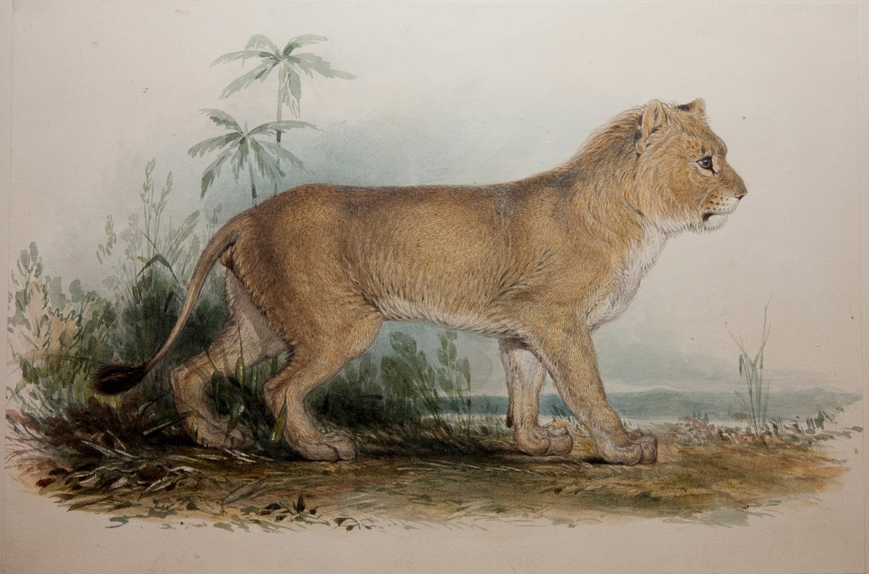Leone senza criniera di Guzerat, 1835 da Edward Lear