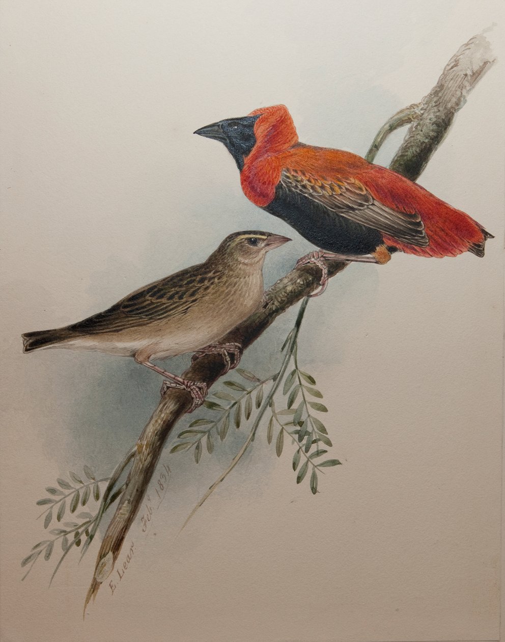 Vescovo rosso del nord, 1834 da Edward Lear