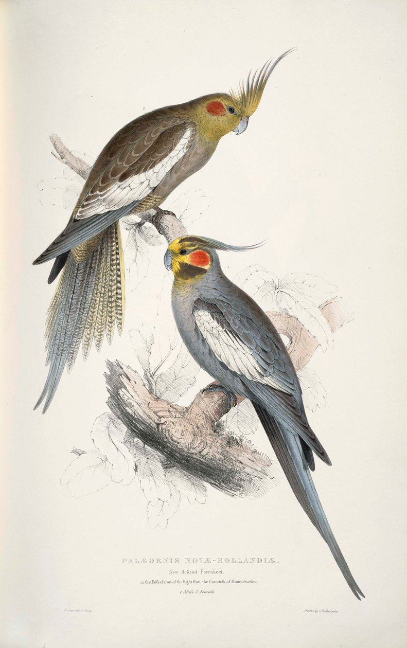 Nymphicus hollandicus da Edward Lear
